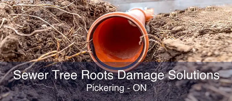 Sewer Tree Roots Damage Solutions Pickering - ON